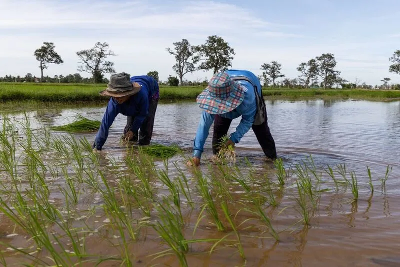 La Nina có thể tác động trực tiếp đến nông nghiệp, giao thông, sức khỏe và đời sống đô thị.